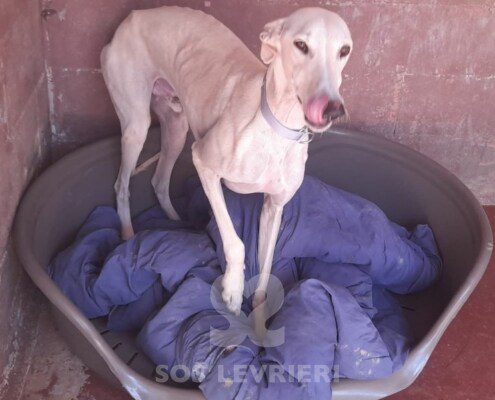 Skah Galgo