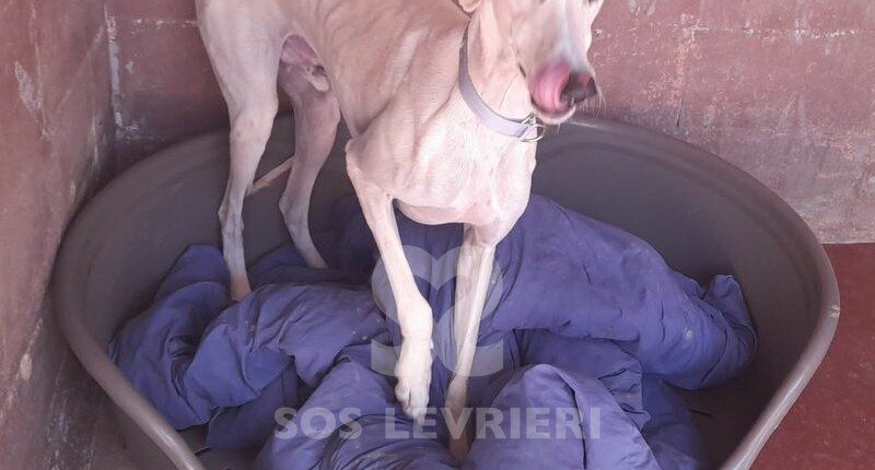 Skah Galgo