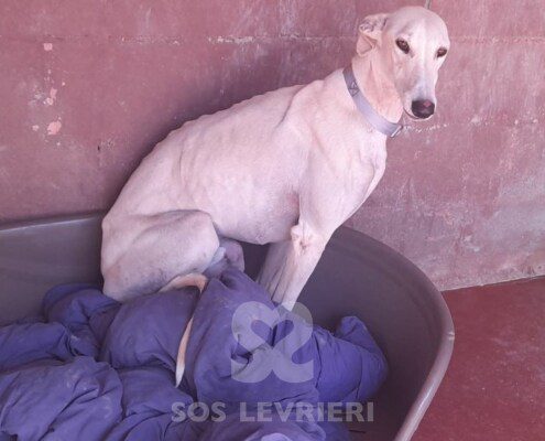 Skah Galgo