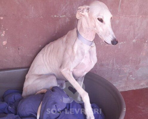 Skah Galgo