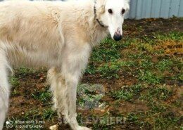 Sokol Borzoi