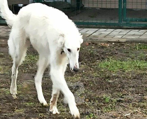 Sokol Borzoi