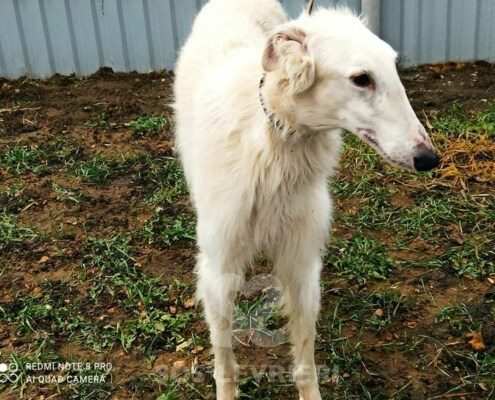 Sokol Borzoi