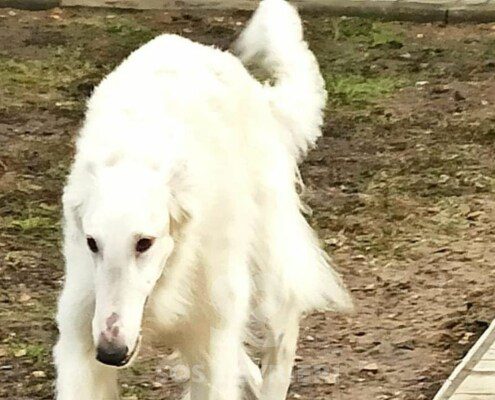 Sokol Borzoi