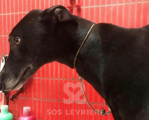 Soul Greyhound