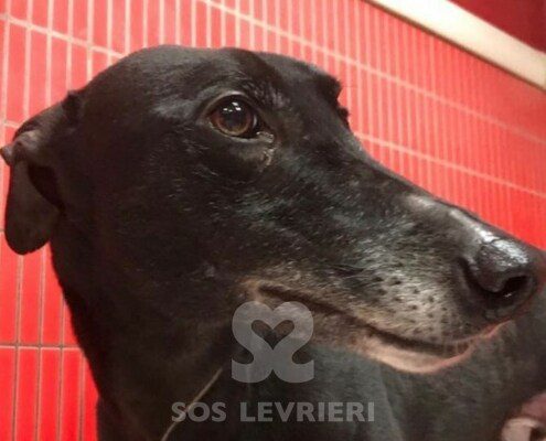 Soul Greyhound