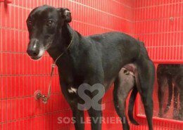 Soul Greyhound