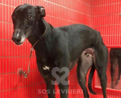 Soul Greyhound