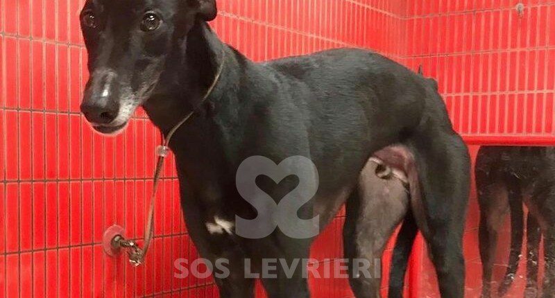 Soul Greyhound
