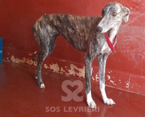 Yumiko Galgo