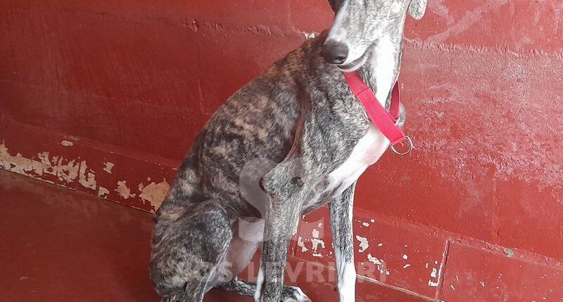 Yumiko Galgo