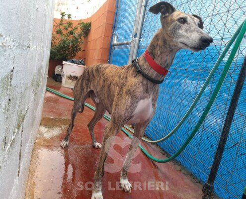 Akash Galgo