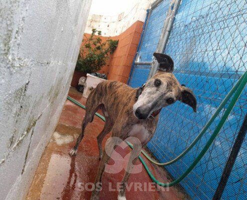 Akash Galgo