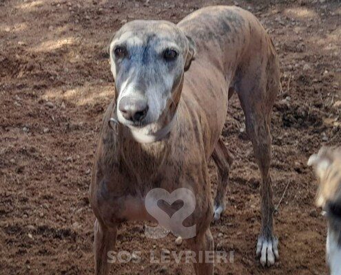 Akash Galgo