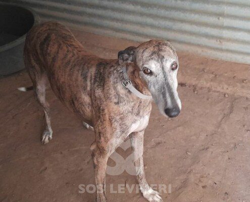 Akash Galgo