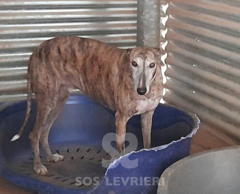 Akash Galgo