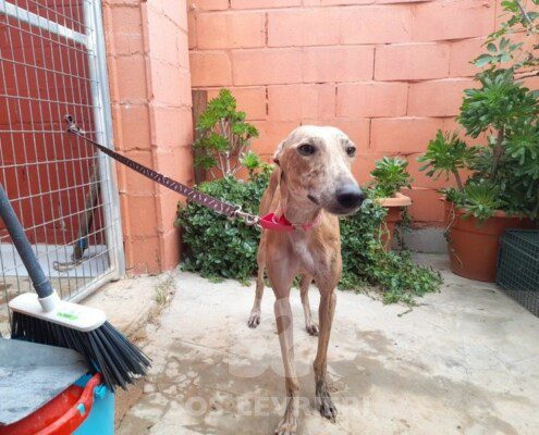 Amazona Galgo