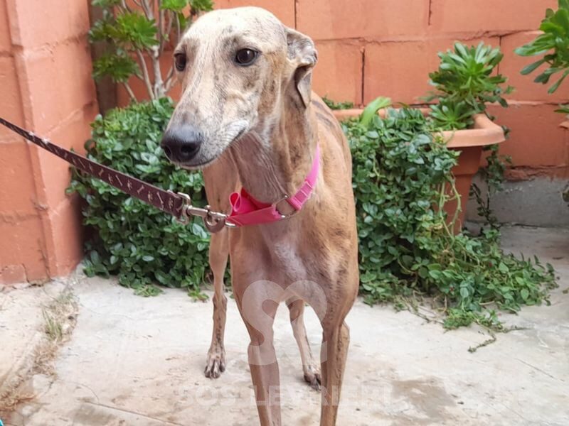 Amazona Galgo