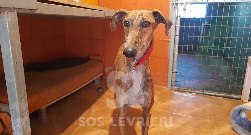 Arena Galgo