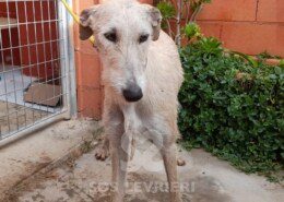 Calypso Galgo