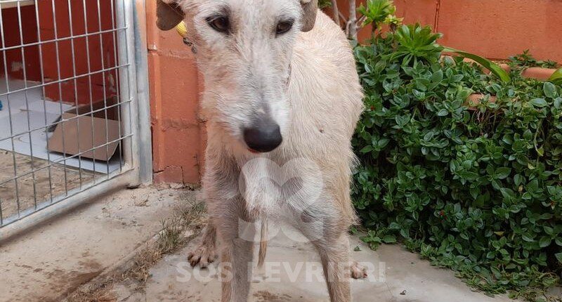 Calypso Galgo