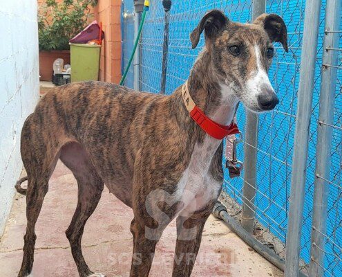 Cassiopea Galgo