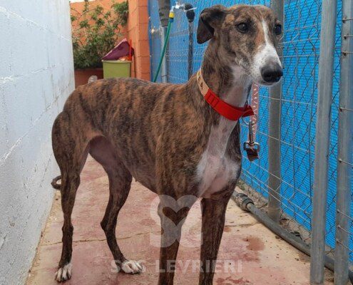 Cassiopea Galgo