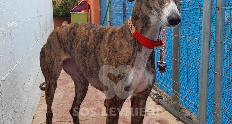 Cassiopea Galgo