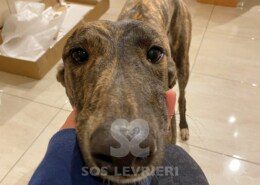 Cookie 3 Greyhound