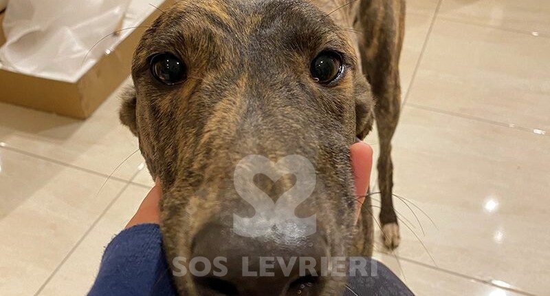 Cookie 3 Greyhound