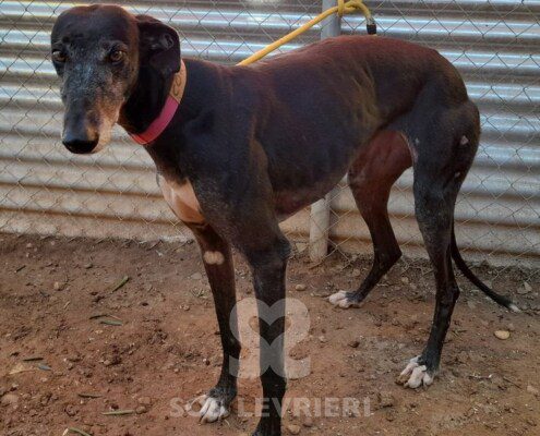 Corvina Galgo
