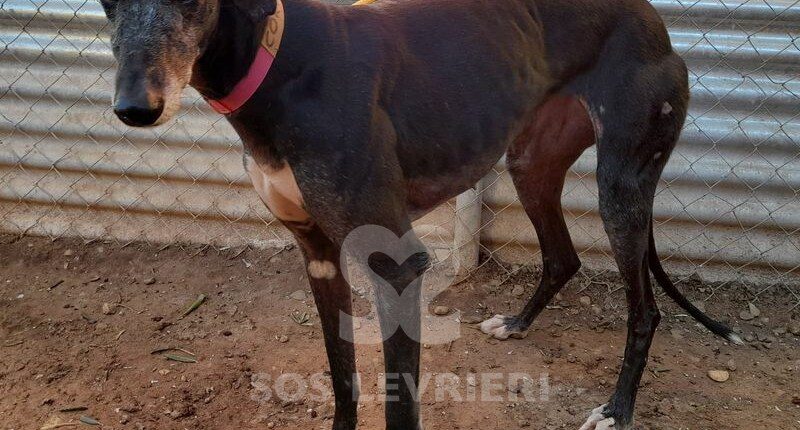 Corvina Galgo
