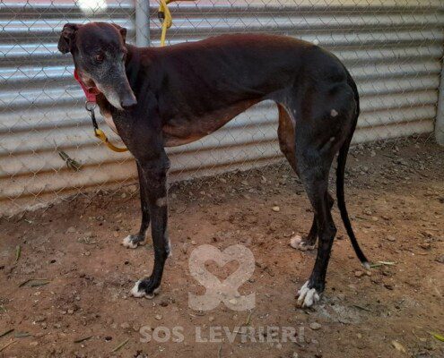 Corvina Galgo