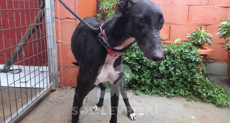 Devil Galgo
