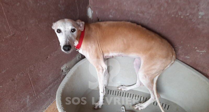Flora 2 Galgo
