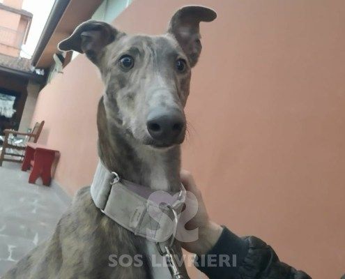 Kiki Galgo