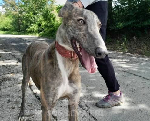 Kiki Galgo