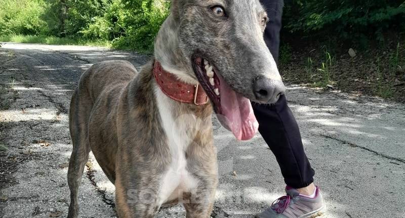 Kiki Galgo