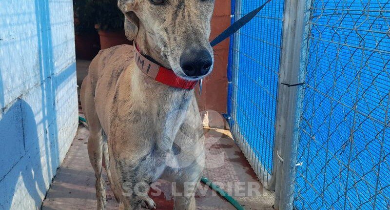 Kimi Galgo