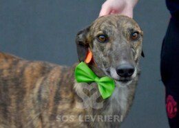 Major Greyhound