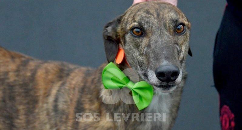 Major Greyhound