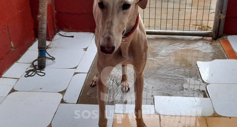 Namid Galgo