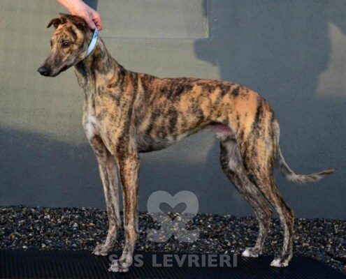 Rambo Greyhound