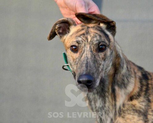 Rambo Greyhound