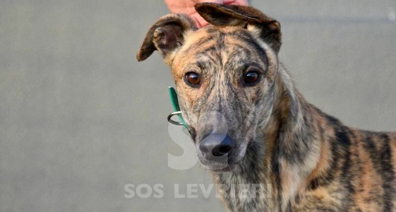 Rambo Greyhound