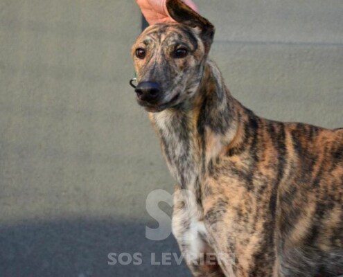 Rambo Greyhound