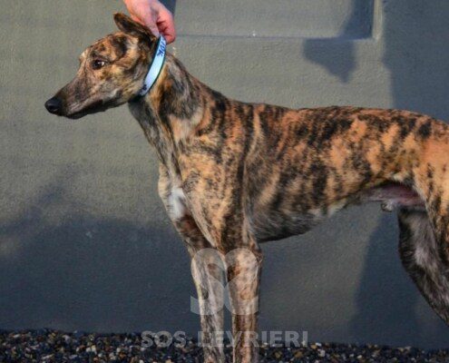 Rambo Greyhound