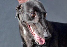 Rochy Greyhound