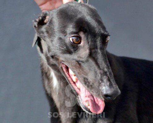 Rochy Greyhound