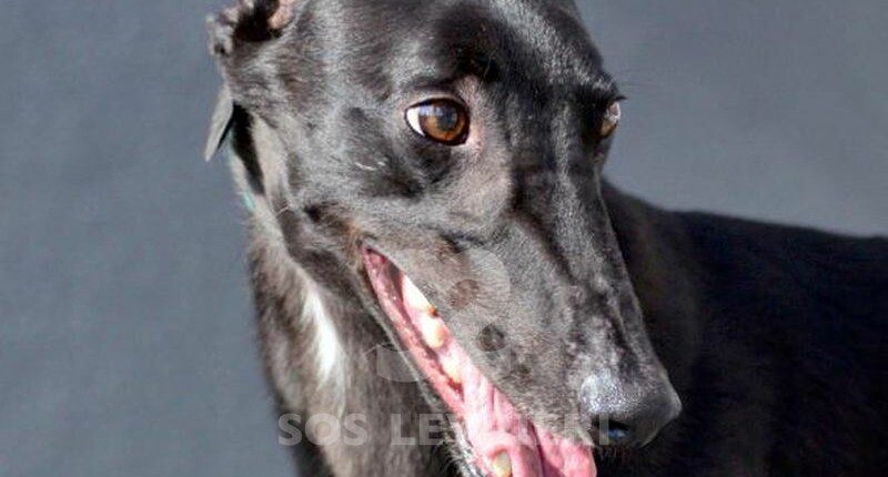Rochy Greyhound